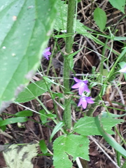 Campanula patula