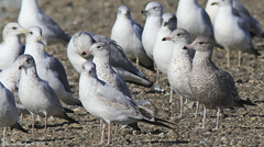 Larus delawarensis