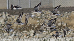 Pluvialis squatarola