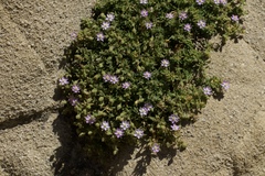 Spergularia macrotheca macrotheca