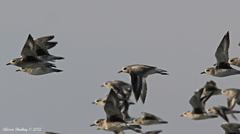 Pluvialis squatarola