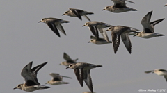 Pluvialis squatarola