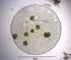 Volvox aureus