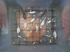 Eucinostomus argenteus