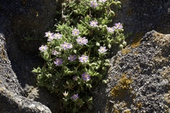 Spergularia macrotheca macrotheca