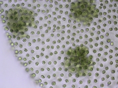 Volvox aureus