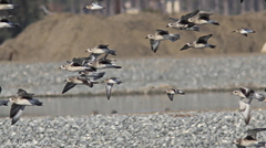 Pluvialis squatarola