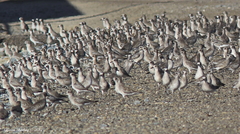 Pluvialis squatarola