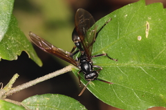 Agelaia angulata
