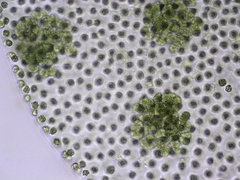 Volvox aureus