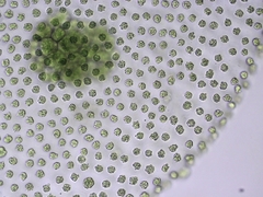 Volvox aureus