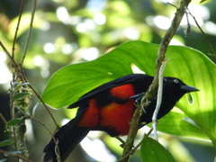 Hypopyrrhus pyrohypogaster