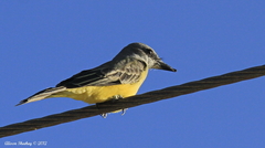 Tyrannus melancholicus