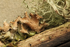 Tuckermanopsis chlorophylla