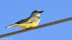 Tyrannus melancholicus