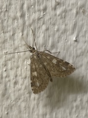 Udea olivalis