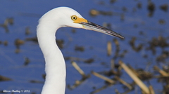 Egretta thula
