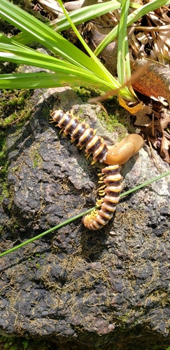 Aromatic Cherry Millipede photo 4