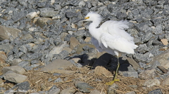 Egretta thula