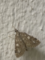 Udea olivalis