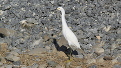 Egretta thula
