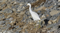 Egretta thula