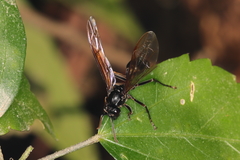 Agelaia angulata