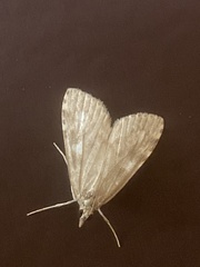 Udea olivalis