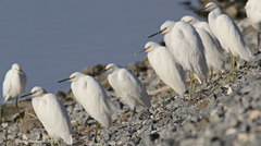 Egretta thula
