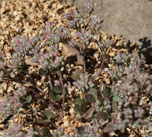 photo of Fourleaf Manyseed (Polycarpon tetraphyllum)