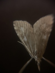 Udea olivalis