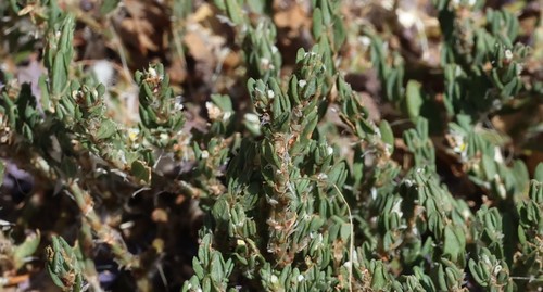photo of Grass-poly (Lythrum hyssopifolia)