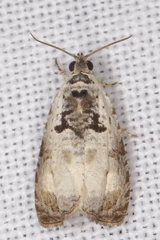 Olethreutes malana