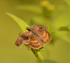 Theagenes dichrous