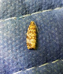 Phaecasiophora niveiguttana