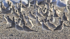 Pluvialis squatarola