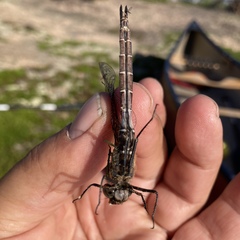 Somatochlora cingulata