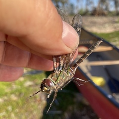 Somatochlora cingulata