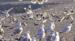 Pluvialis squatarola