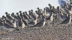 Pluvialis squatarola