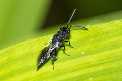 Phasgonophora sulcata