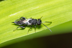 Phasgonophora sulcata