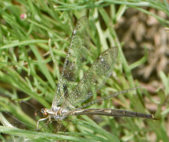 Scotoleon nigrescens