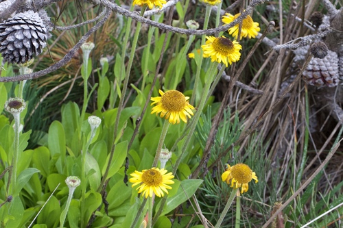 Image of Helenium bolanderi by (c) Arvel Hernandez, some rights reserved (CC BY-SA)