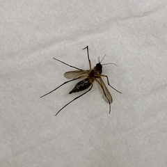 Psorophora cyanescens