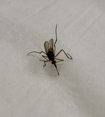Psorophora cyanescens