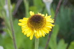 Helenium bolanderi