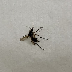 Psorophora cyanescens