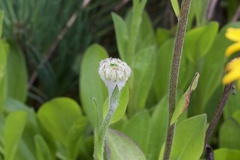 Helenium bolanderi