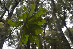 Acrisione cymosa